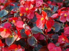 Roseeds International - Seminte flori, legume, pomi fructiferi