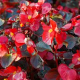 Roseeds International - Seminte flori, legume, pomi fructiferi